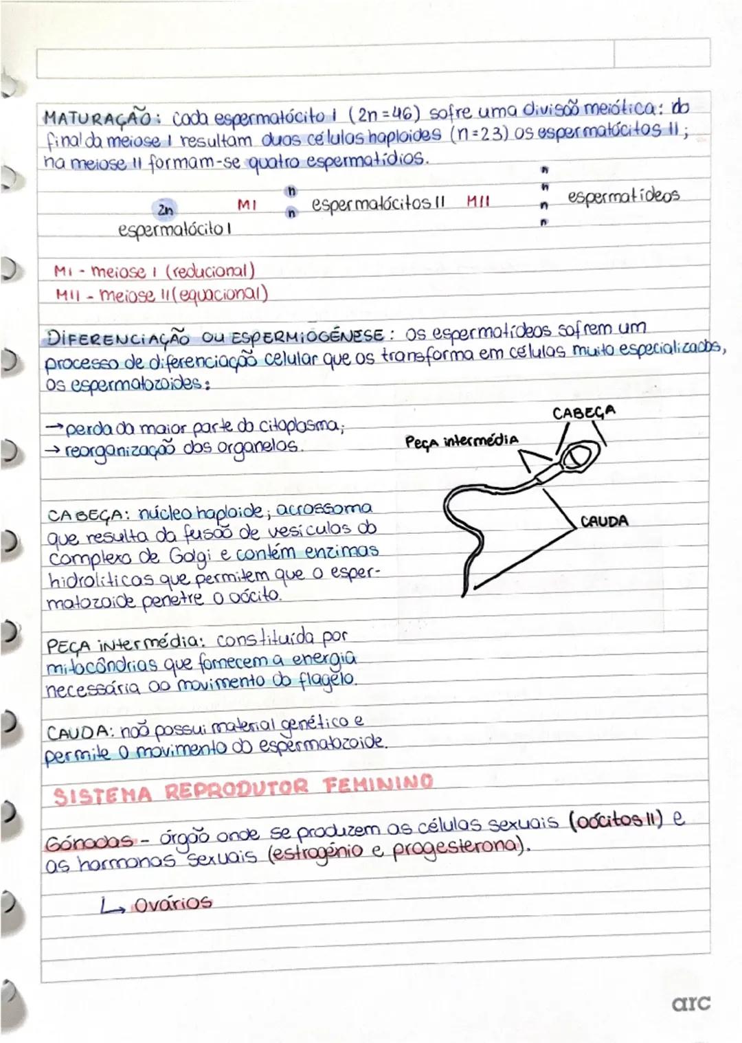 Sistema reprodutor masculino (morfologia)

Gonadas - órgão onde se produzem as células sexuais (espermatozoides)
e as hormonas sexuais (test