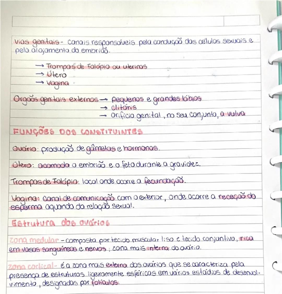 Sistema reprodutor masculino (morfologia)

Gonadas - órgão onde se produzem as células sexuais (espermatozoides)
e as hormonas sexuais (test