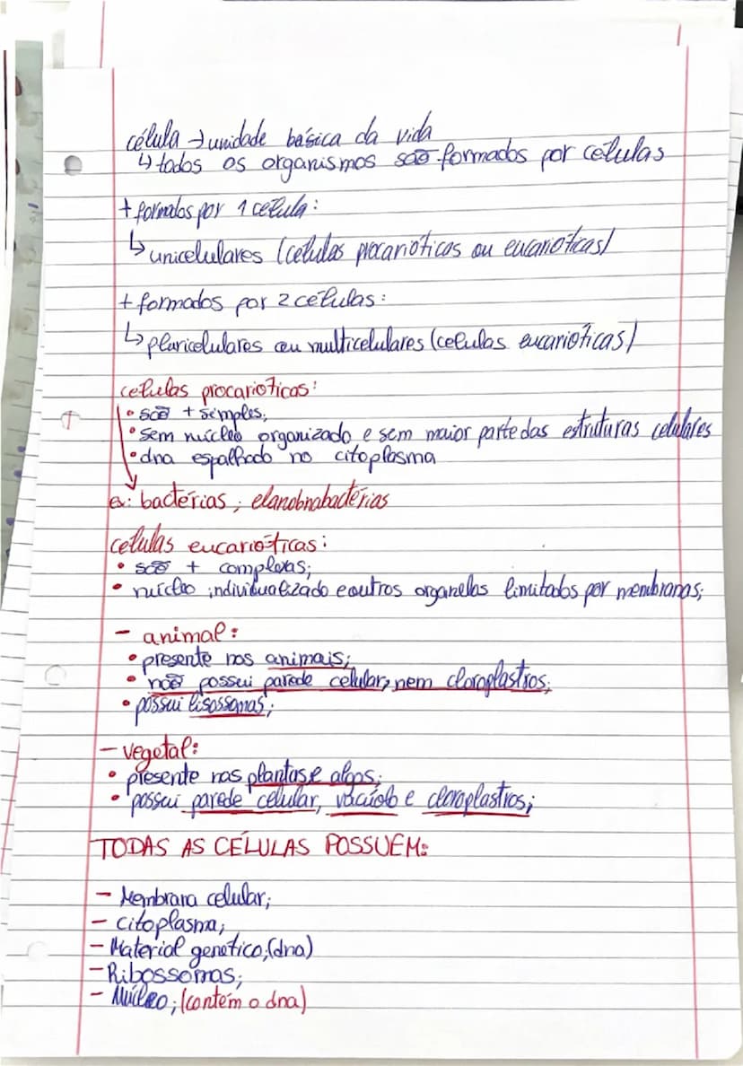 # produtores:

- seres autotróficos (plantas)
- (capazes de produzir o próprio alimento)
- fonte de energia externa (ex:sol)
- transformam m