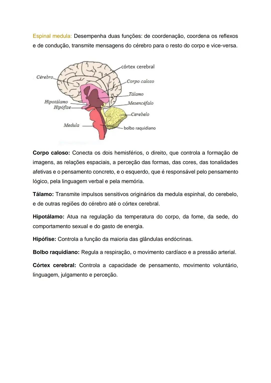 # Áreas do cérebro e as suas funções:

Lobo parietale
Lobo
occipital
Cerebelo
Lobo frontal
Lobo temporal
Medula espinal

**Lobo parietal:** 