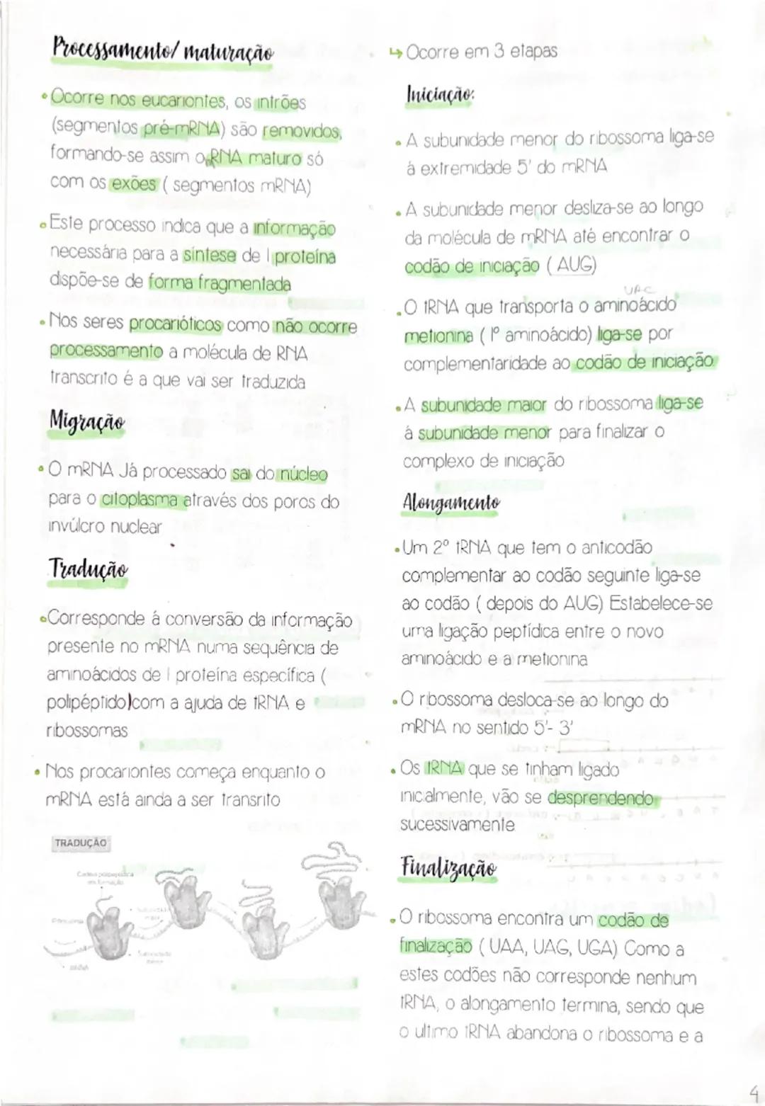 Processamento/ maturação

• Ocorre nos eucariontes, os intrões
(segmentos pré-mRNA) são removidos,
formando-se assim o RNA maturo só
com os 