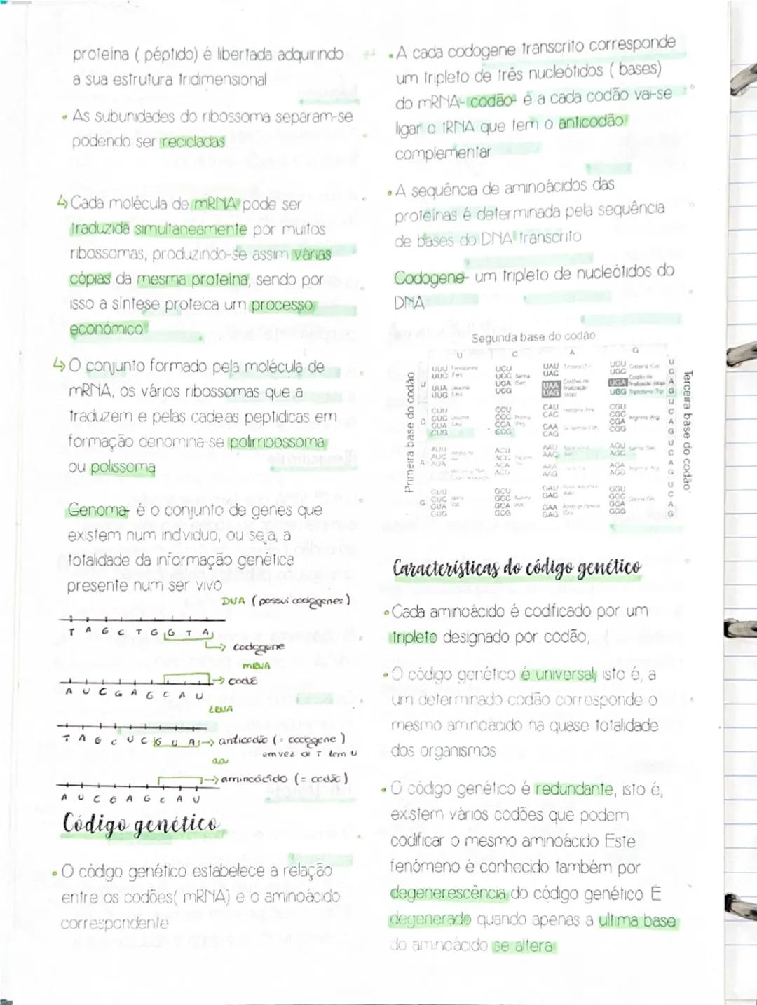 Processamento/ maturação

• Ocorre nos eucariontes, os intrões
(segmentos pré-mRNA) são removidos,
formando-se assim o RNA maturo só
com os 