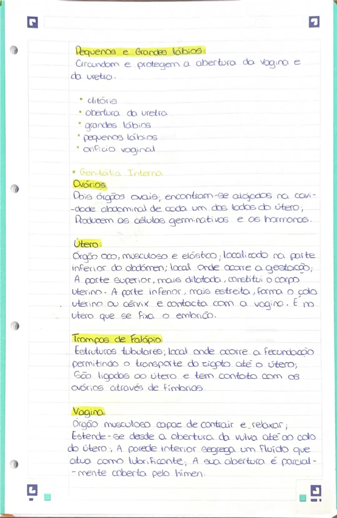 --- OCR Start ---
de relaxar;
edende se desde a abatura da vuha
até co colo do itero.
A parede interior segrega um fluído.
que adua como lub