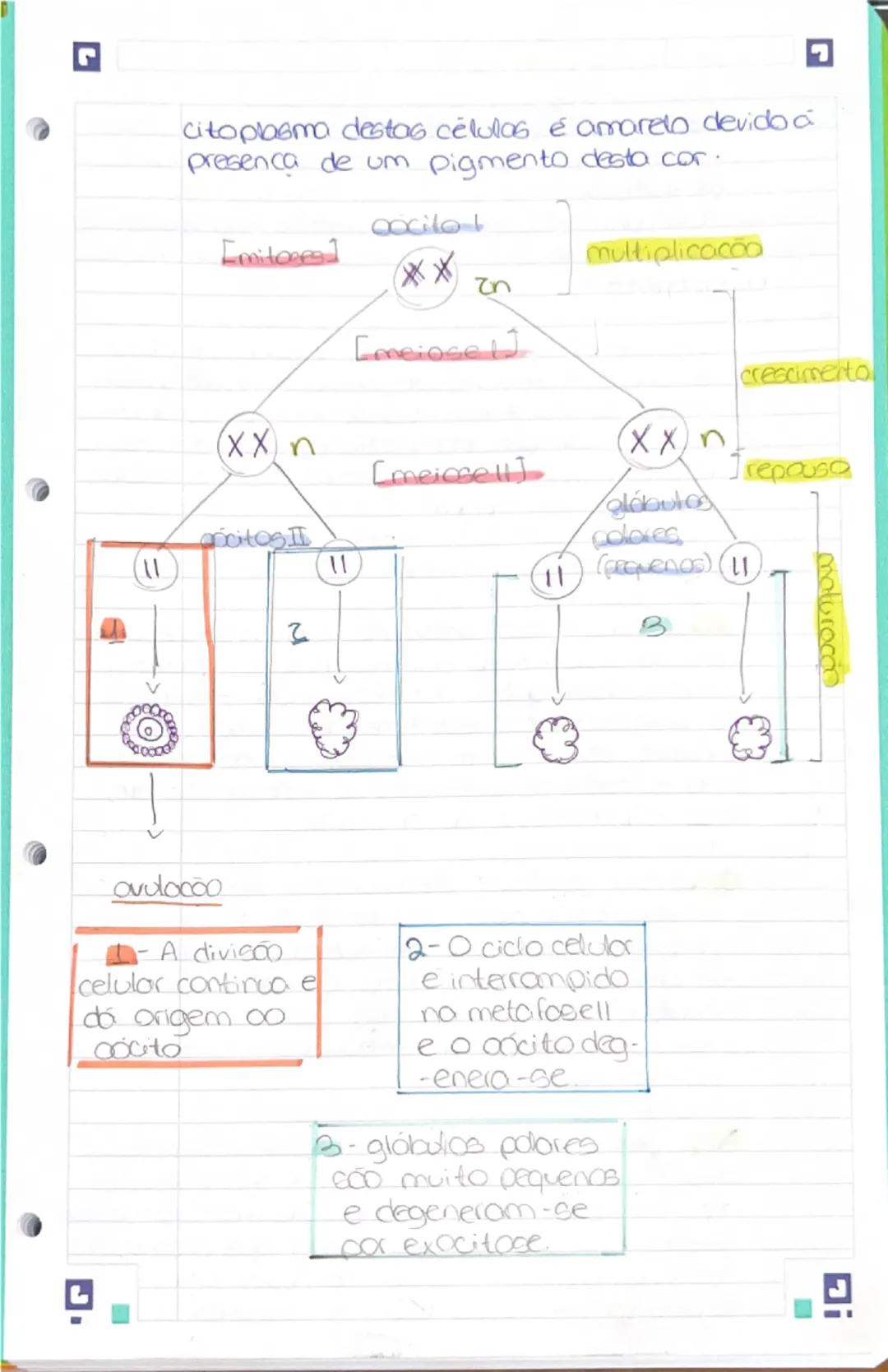 --- OCR Start ---
de relaxar;
edende se desde a abatura da vuha
até co colo do itero.
A parede interior segrega um fluído.
que adua como lub