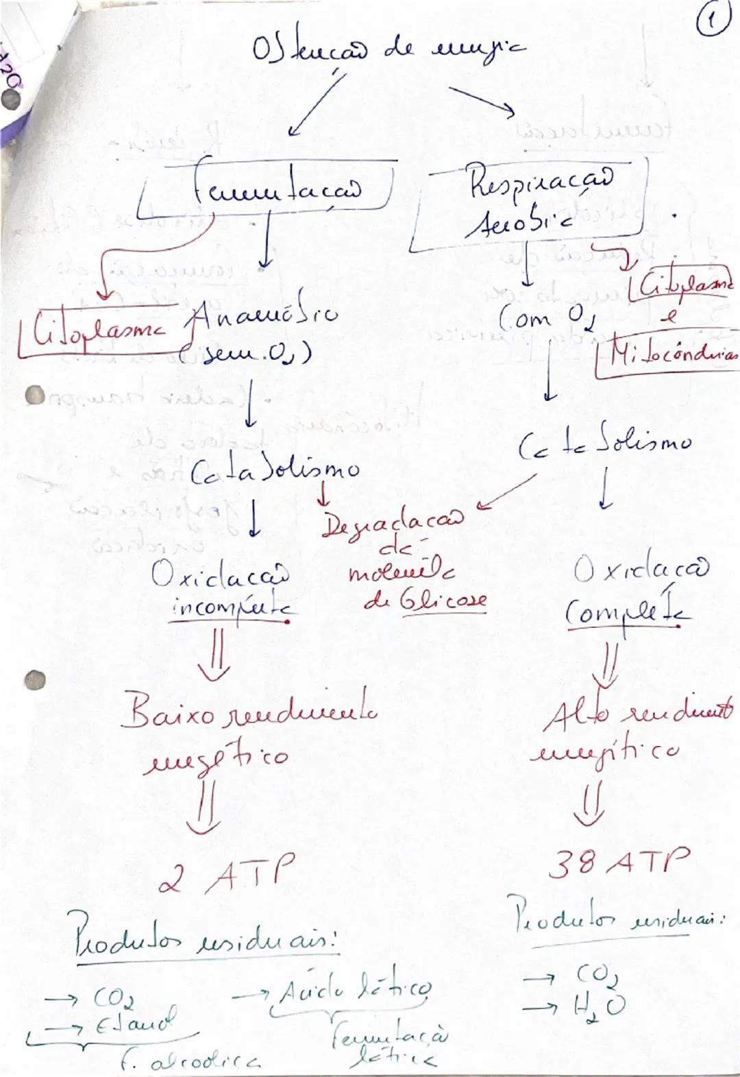 # Biologia 10º ano

Respiração aeróbia

- As células dos tecidos, quando realizam respiração aeróbia vão consumir O2 e libertar dióxido de c