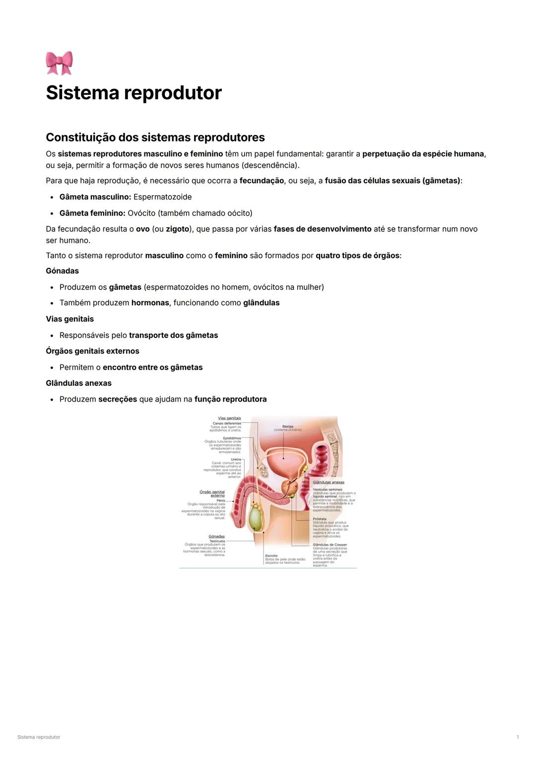 Entendendo o Sistema Reprodutor | Guia Completo para o 9º Ano