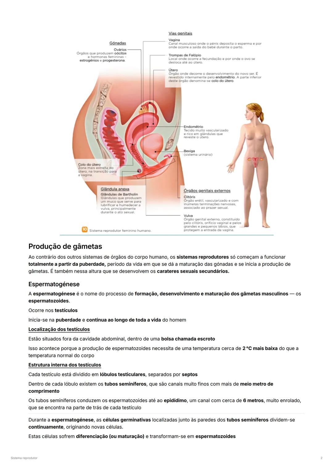 Sistema reprodutor
Constituição dos sistemas reprodutores
Os sistemas reprodutores masculino e feminino têm um papel fundamental: garantir a