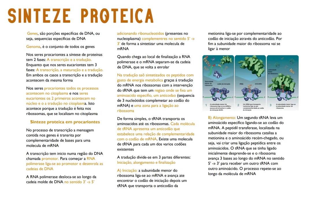 Síntese Proteica: Entenda o Processo Biológico