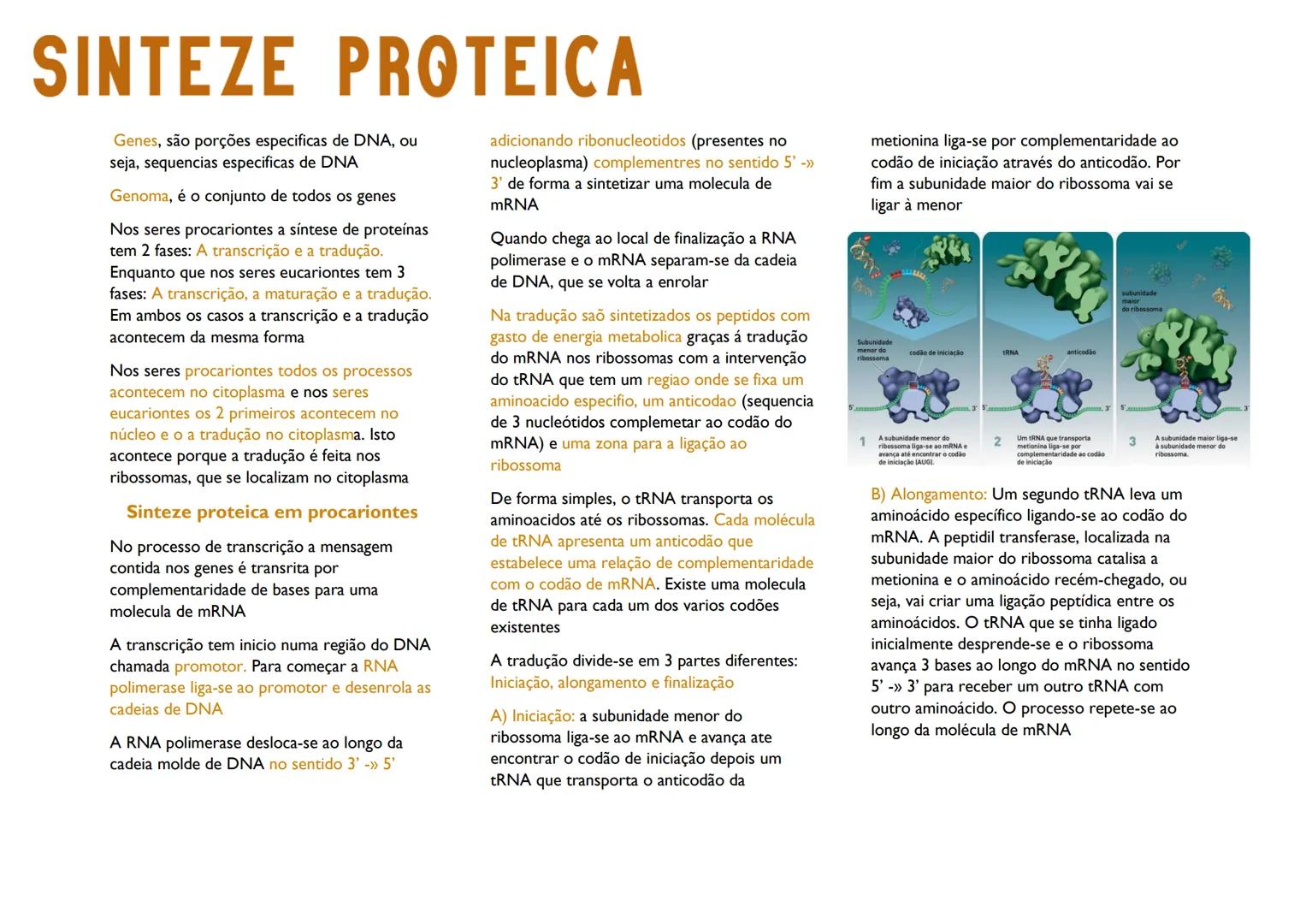 # SINTEZE PROTEICA

Genes, são porções especificas de DNA, ou
seja, sequencias especificas de DNA

Genoma, é o conjunto de todos os genes

N