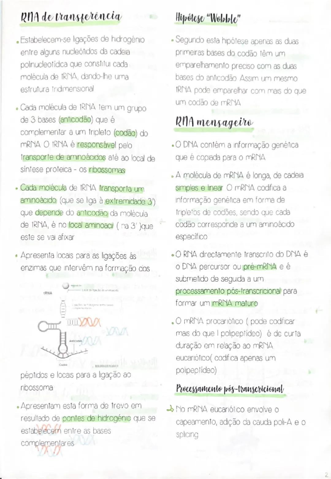# RNA de transferência

- Estabelecem-se ligações de hidrogênio entre alguns nucleótidos da cadeia polinucleotídica que constitui cada moléc