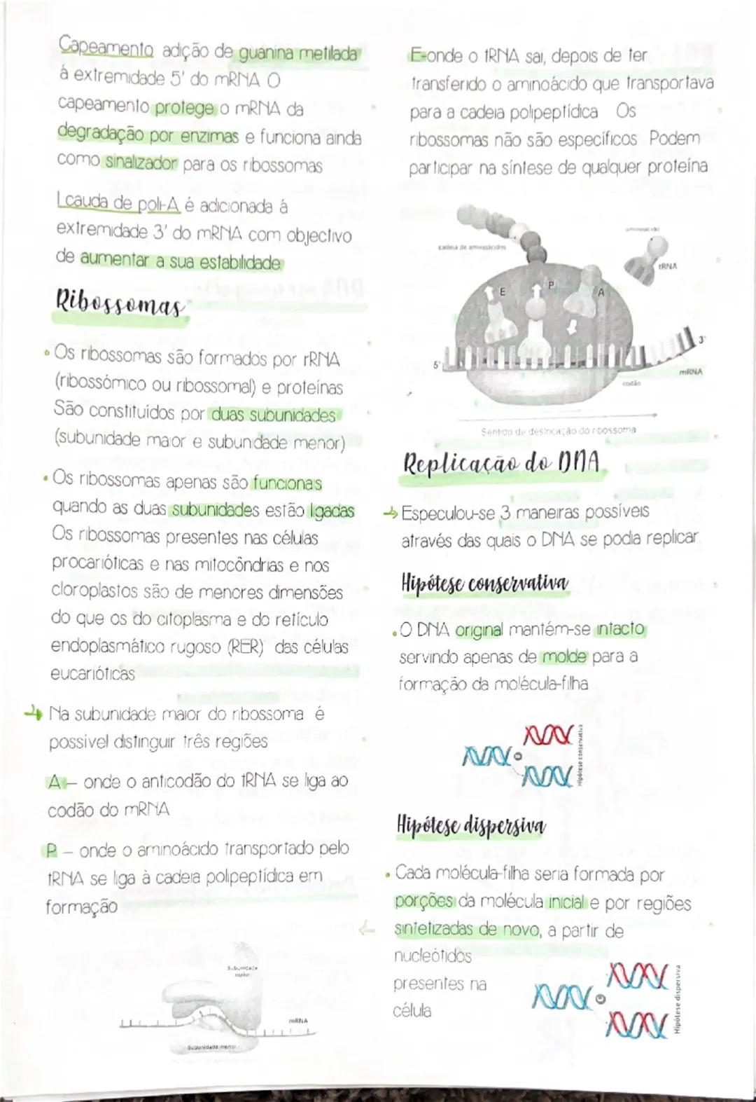 # RNA de transferência

- Estabelecem-se ligações de hidrogênio entre alguns nucleótidos da cadeia polinucleotídica que constitui cada moléc