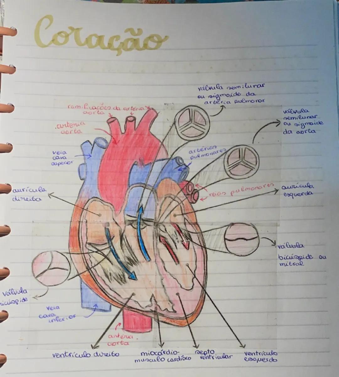# Sistema

# Cardiovascular

Sangue

parte liquidar sangue
Plasma
elementon figurodon
Globulas brancos
Globuloo vermelhoo.
Plaquetan

Plasma