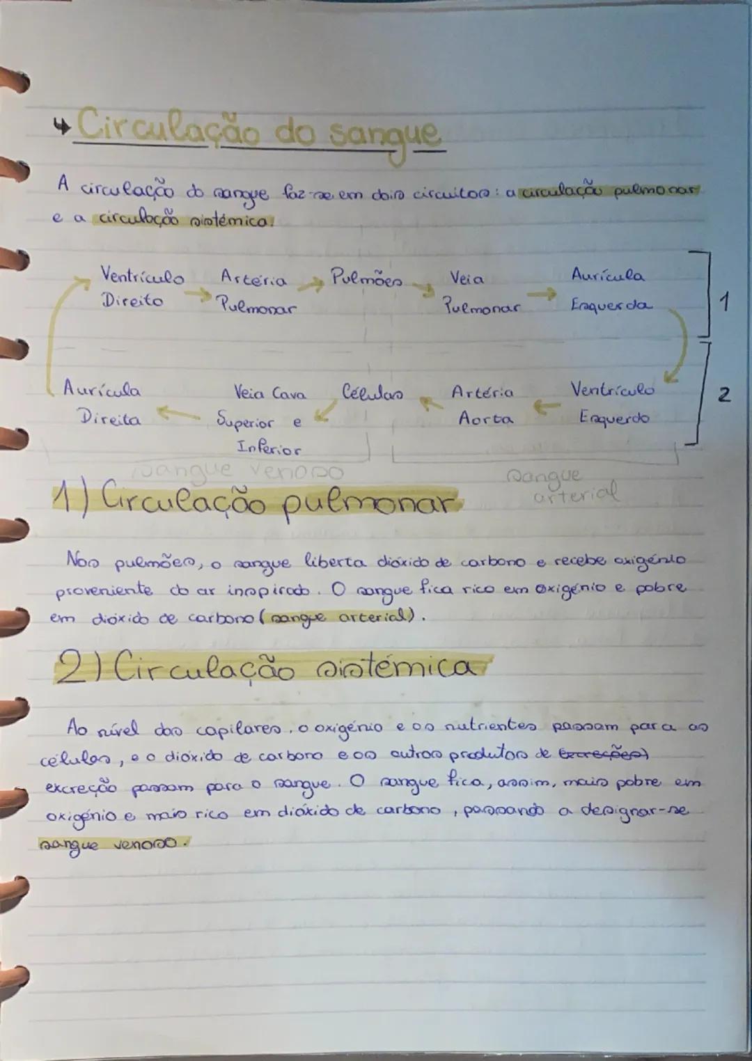 # Sistema

# Cardiovascular

Sangue

parte liquidar sangue
Plasma
elementon figurodon
Globulas brancos
Globuloo vermelhoo.
Plaquetan

Plasma