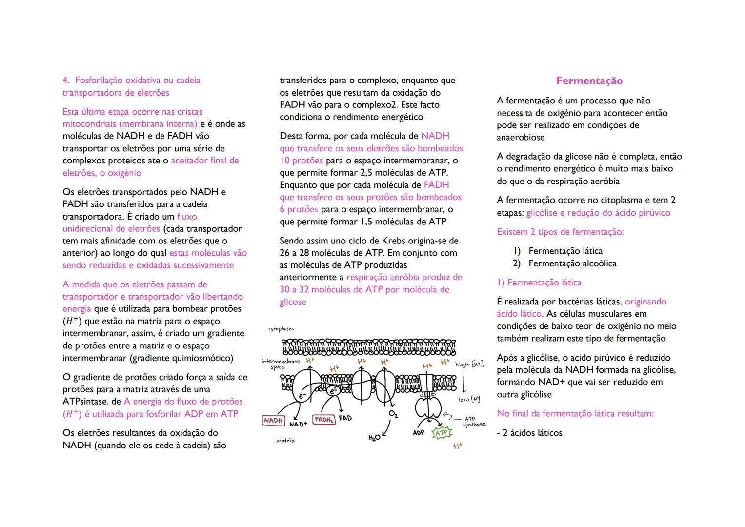 # Obtenção de energia

Metabolismo, é o conjunto de reações
químicas que envolvem mobilização de energia

As reações metabólicas podem ser d