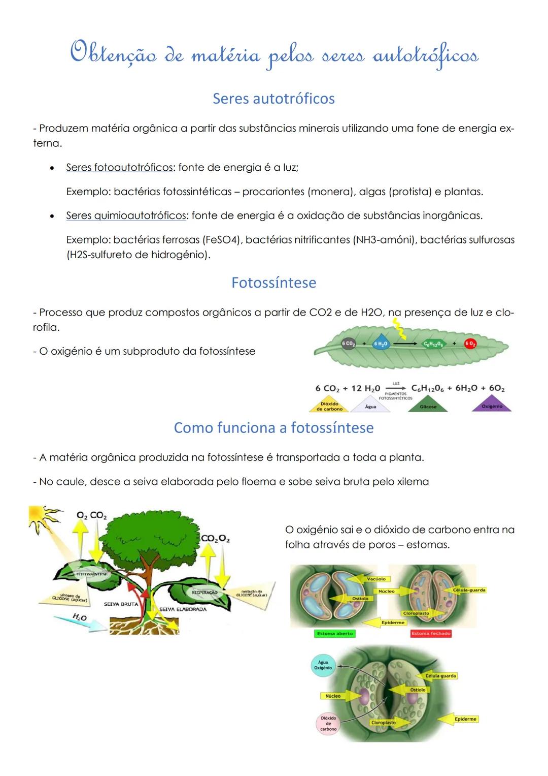 # Obtenção de matéria pelos seres autotróficos

Seres autotróficos

- Produzem matéria orgânica a partir das substâncias minerais utilizando