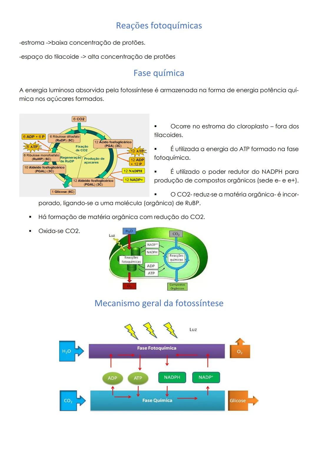 # Obtenção de matéria pelos seres autotróficos

Seres autotróficos

- Produzem matéria orgânica a partir das substâncias minerais utilizando