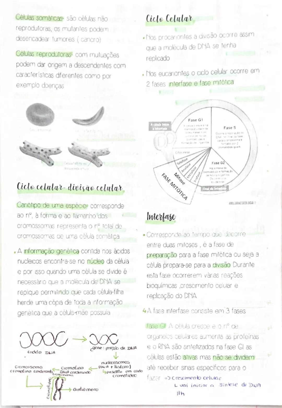 Células somáticas são células não
reprodutoras, os mutantes podem
desencadecar tumores (cancro)
Células reprodutoras com mutuações
podem dar