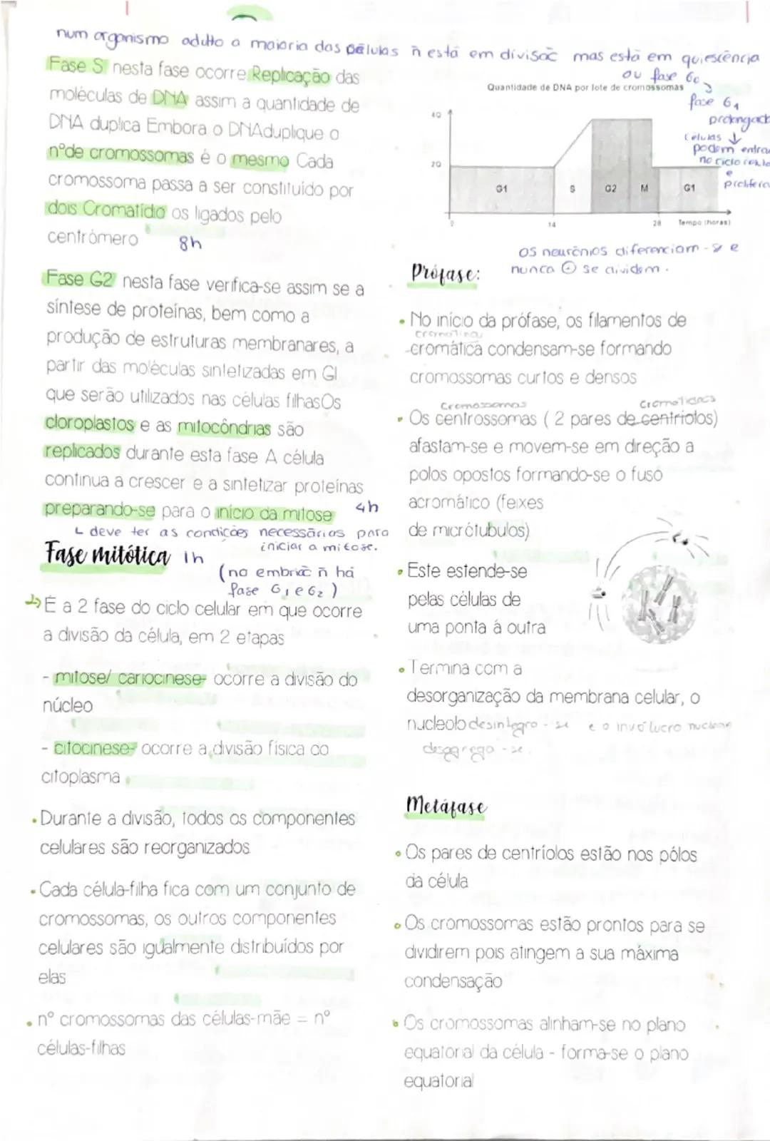 Células somáticas são células não
reprodutoras, os mutantes podem
desencadecar tumores (cancro)
Células reprodutoras com mutuações
podem dar