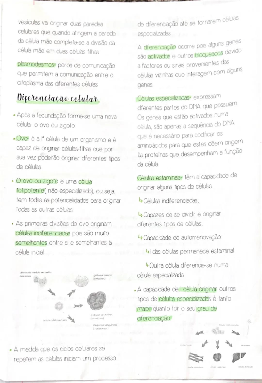 Células somáticas são células não
reprodutoras, os mutantes podem
desencadecar tumores (cancro)
Células reprodutoras com mutuações
podem dar