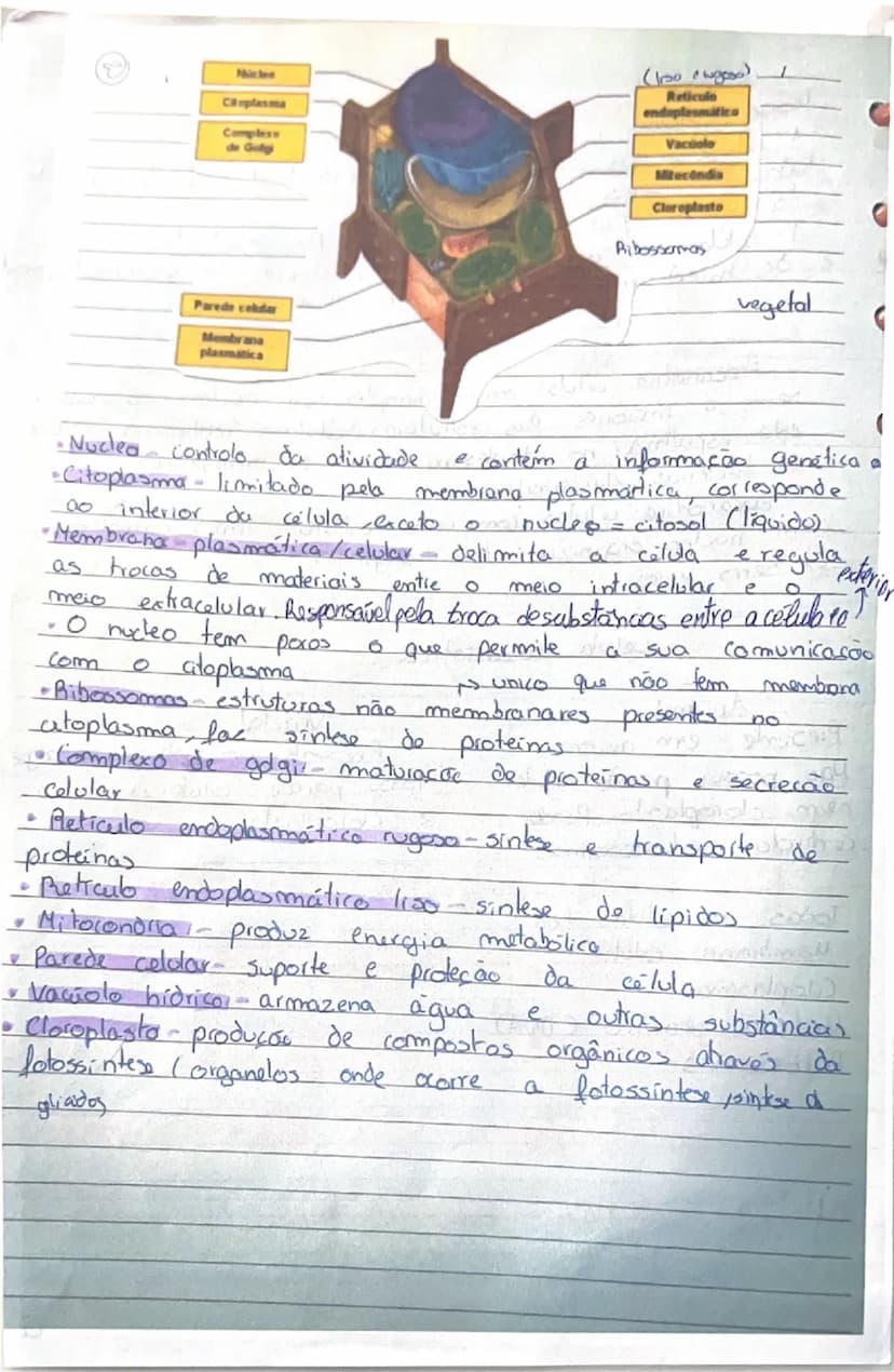 # Produtores
- transformam matéria inorgânica (mineral) em matéria orgânica (sintetizada pelos seres vivos)
- Produzem o próprio alimento → 