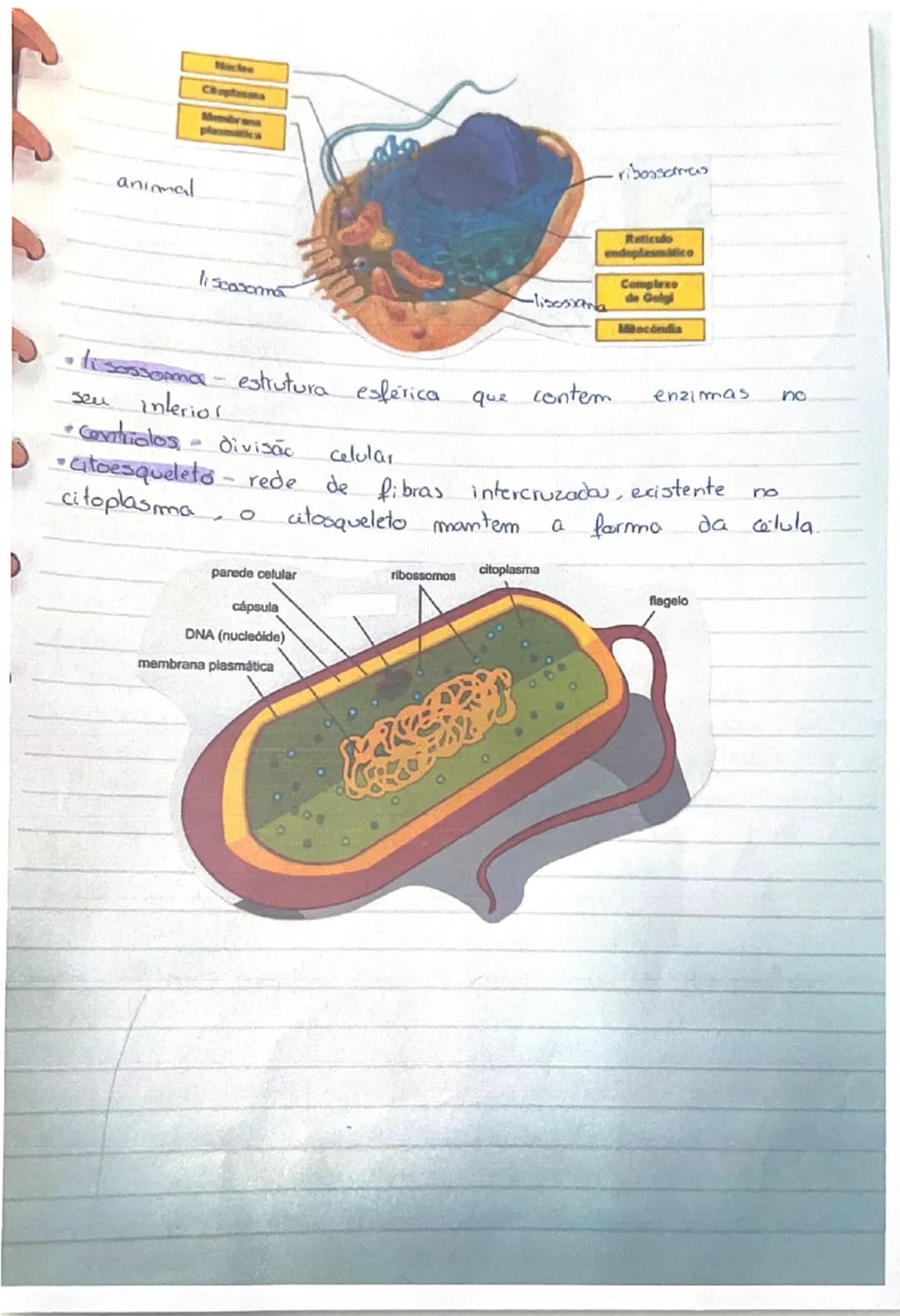 # Produtores
- transformam matéria inorgânica (mineral) em matéria orgânica (sintetizada pelos seres vivos)
- Produzem o próprio alimento → 