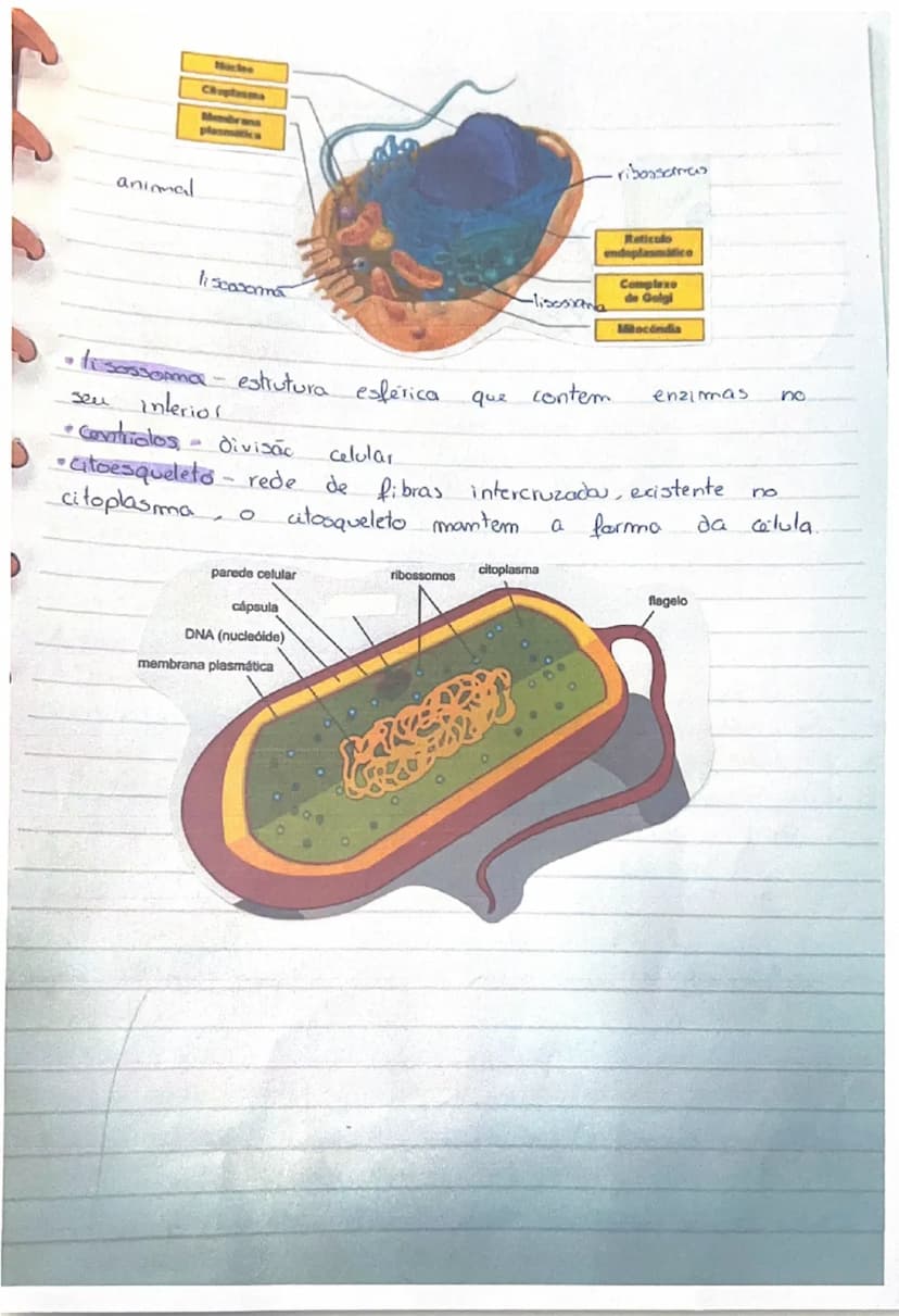 # Produtores
- transformam matéria inorgânica (mineral) em matéria orgânica (sintetizada pelos seres vivos)
- Produzem o próprio alimento → 