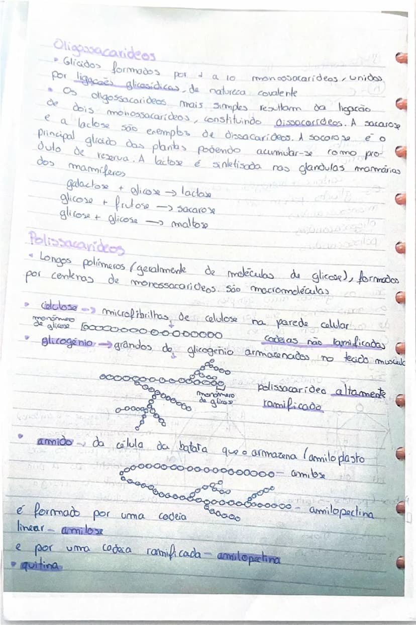 # Produtores
- transformam matéria inorgânica (mineral) em matéria orgânica (sintetizada pelos seres vivos)
- Produzem o próprio alimento → 