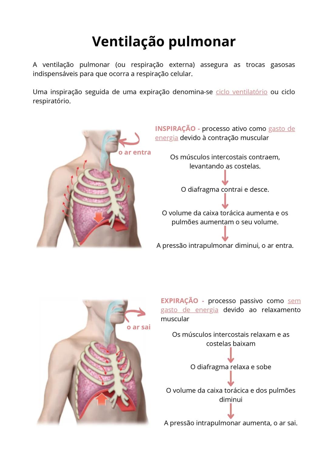# Ventilação pulmonar
A ventilação pulmonar (ou respiração externa) assegura as trocas gasosas
indispensáveis para que ocorra a respiração