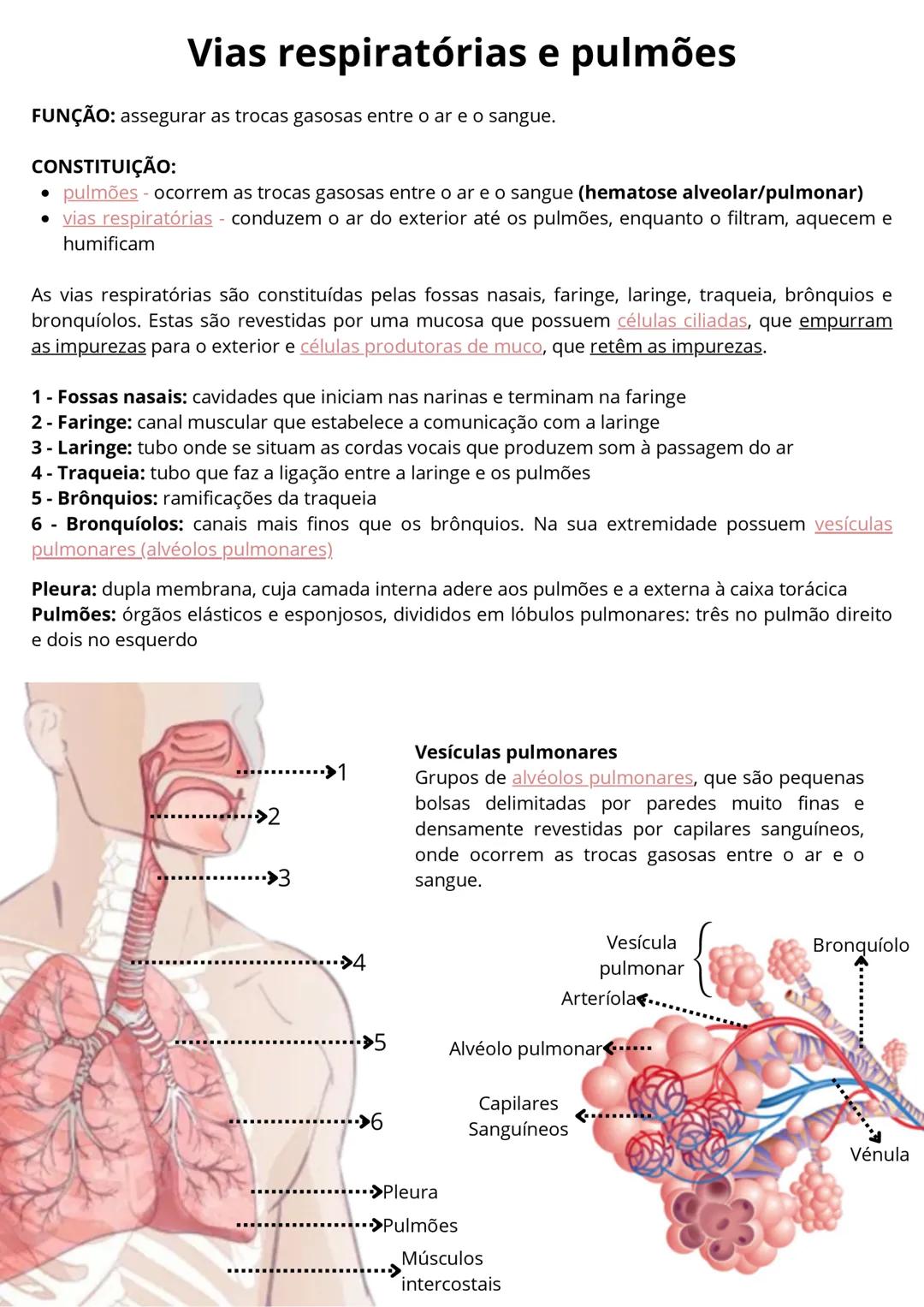 # Vias respiratórias e pulmões
FUNÇÃO: assegurar as trocas gasosas entre o ar e o sangue.
CONSTITUIÇÃO:
* pulmões - ocorrem as trocas g