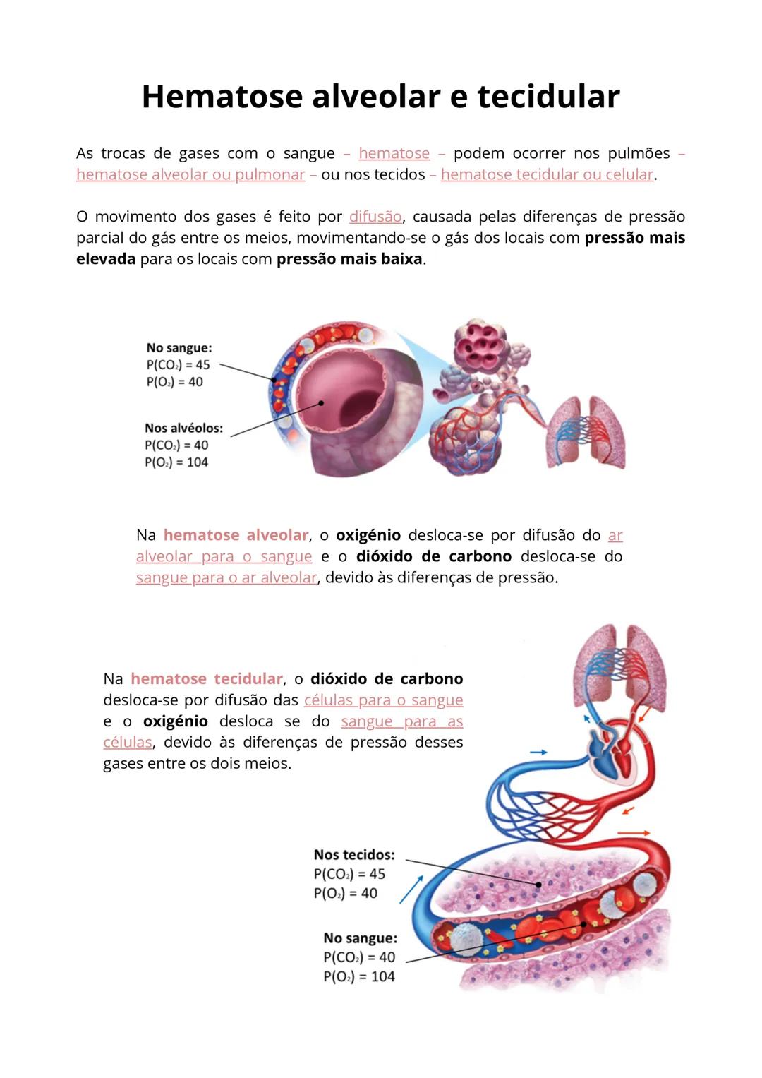# Vias respiratórias e pulmões
FUNÇÃO: assegurar as trocas gasosas entre o ar e o sangue.
CONSTITUIÇÃO:
* pulmões - ocorrem as trocas g
