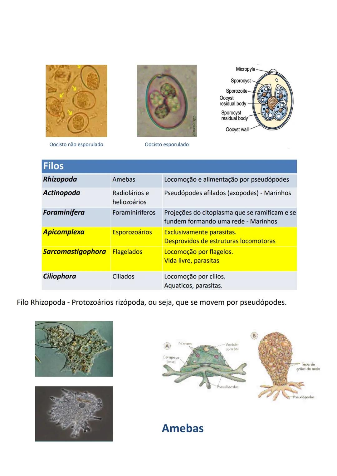--- OCR Start ---
Micropyle
Sporocyst
Sporozoite
Oocyst
residual body
Sporocyst
residual body
Oocyst wall
Oocisto não esporulado
Oocisto esp