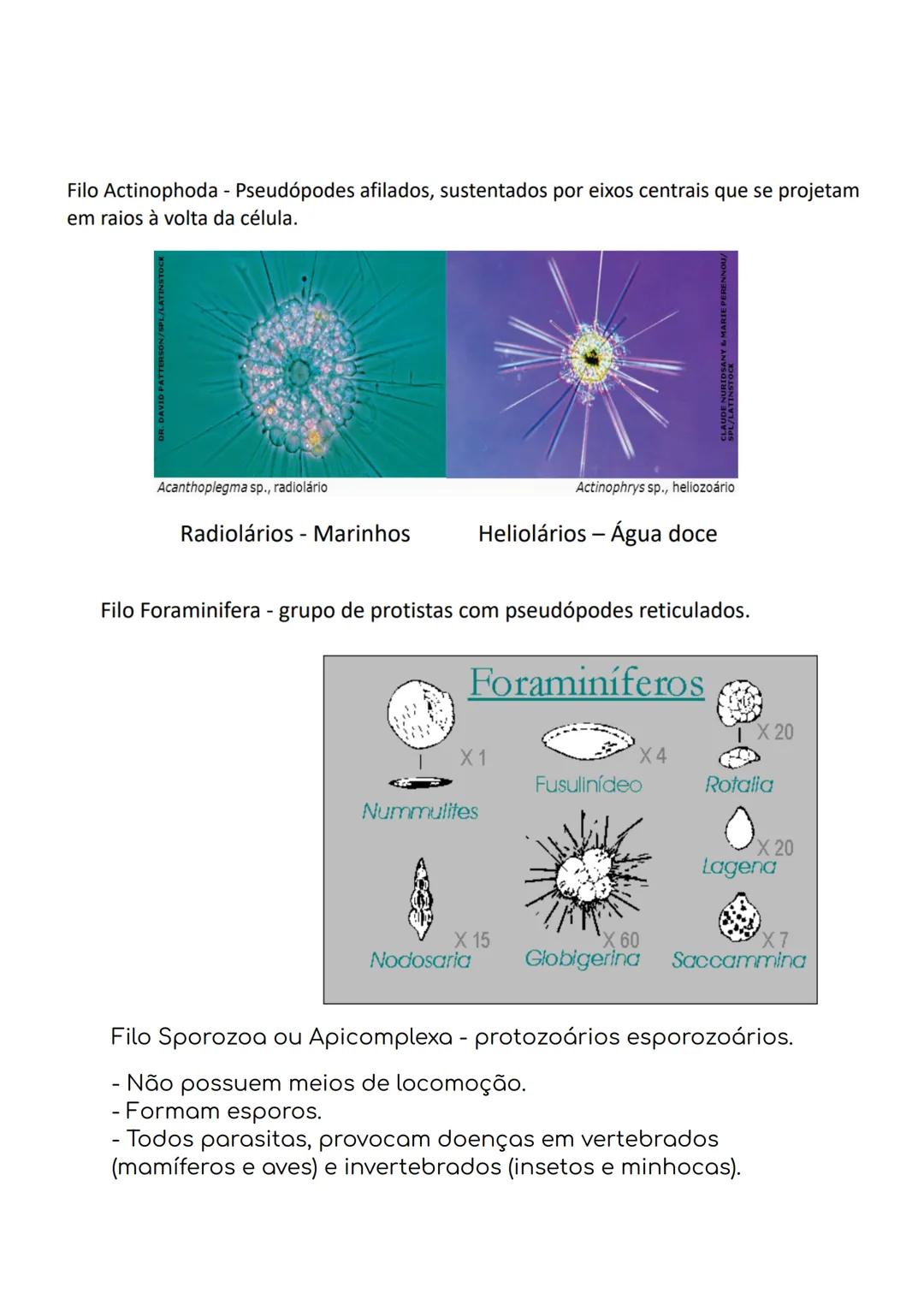 --- OCR Start ---
Micropyle
Sporocyst
Sporozoite
Oocyst
residual body
Sporocyst
residual body
Oocyst wall
Oocisto não esporulado
Oocisto esp