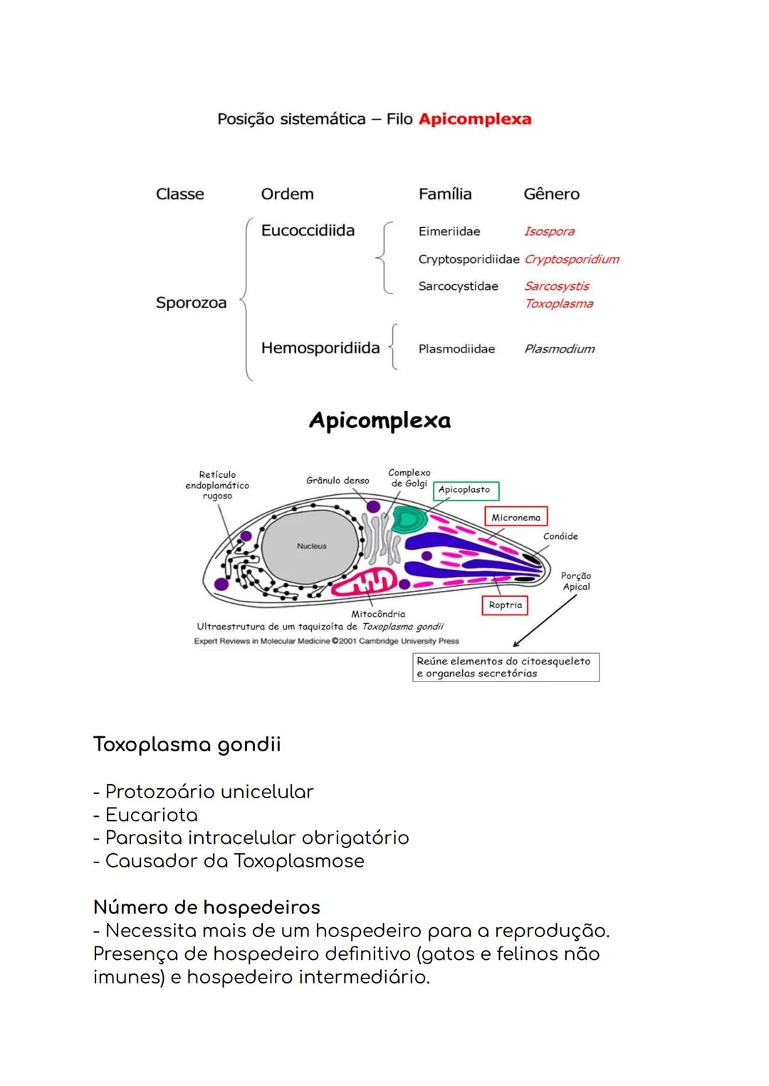 --- OCR Start ---
Micropyle
Sporocyst
Sporozoite
Oocyst
residual body
Sporocyst
residual body
Oocyst wall
Oocisto não esporulado
Oocisto esp