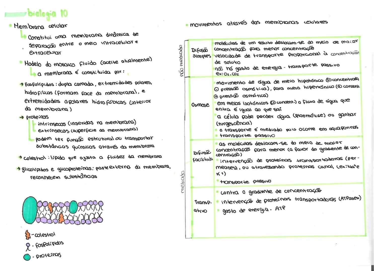 # biologia 10
• Organização biológica
átomos moléculas eélulas e tecidos
orgãos e sistemas
comunidade população Organismo
ecossistema
↓
O fl
