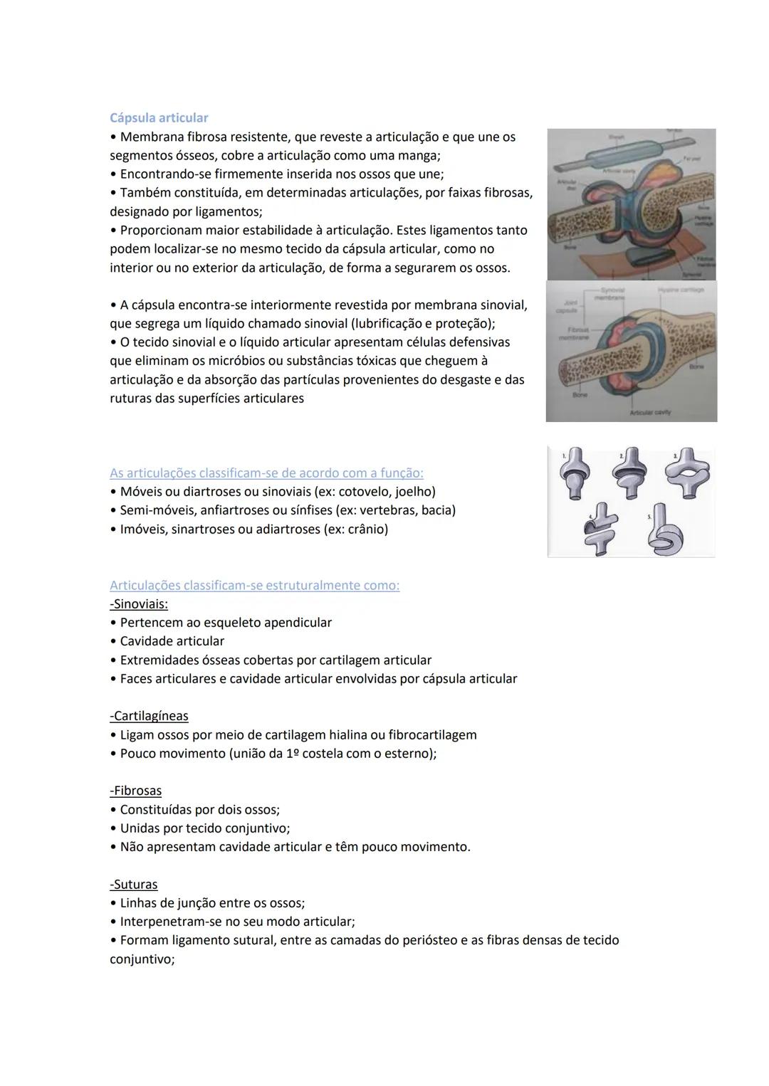 Terminologia e planos do corpo humano
Descreve planos espaciais dos órgãos
O corpo humano deve-se considerar na seguinte posição
• Sempre o