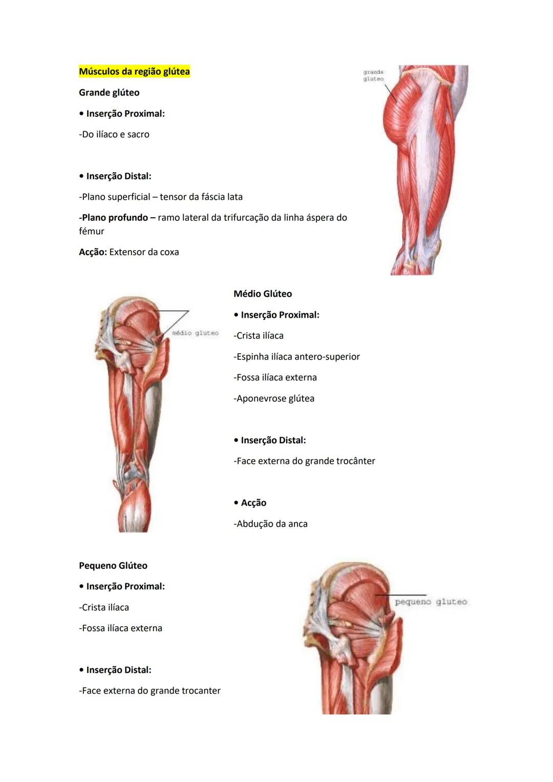 Terminologia e planos do corpo humano
Descreve planos espaciais dos órgãos
O corpo humano deve-se considerar na seguinte posição
• Sempre o