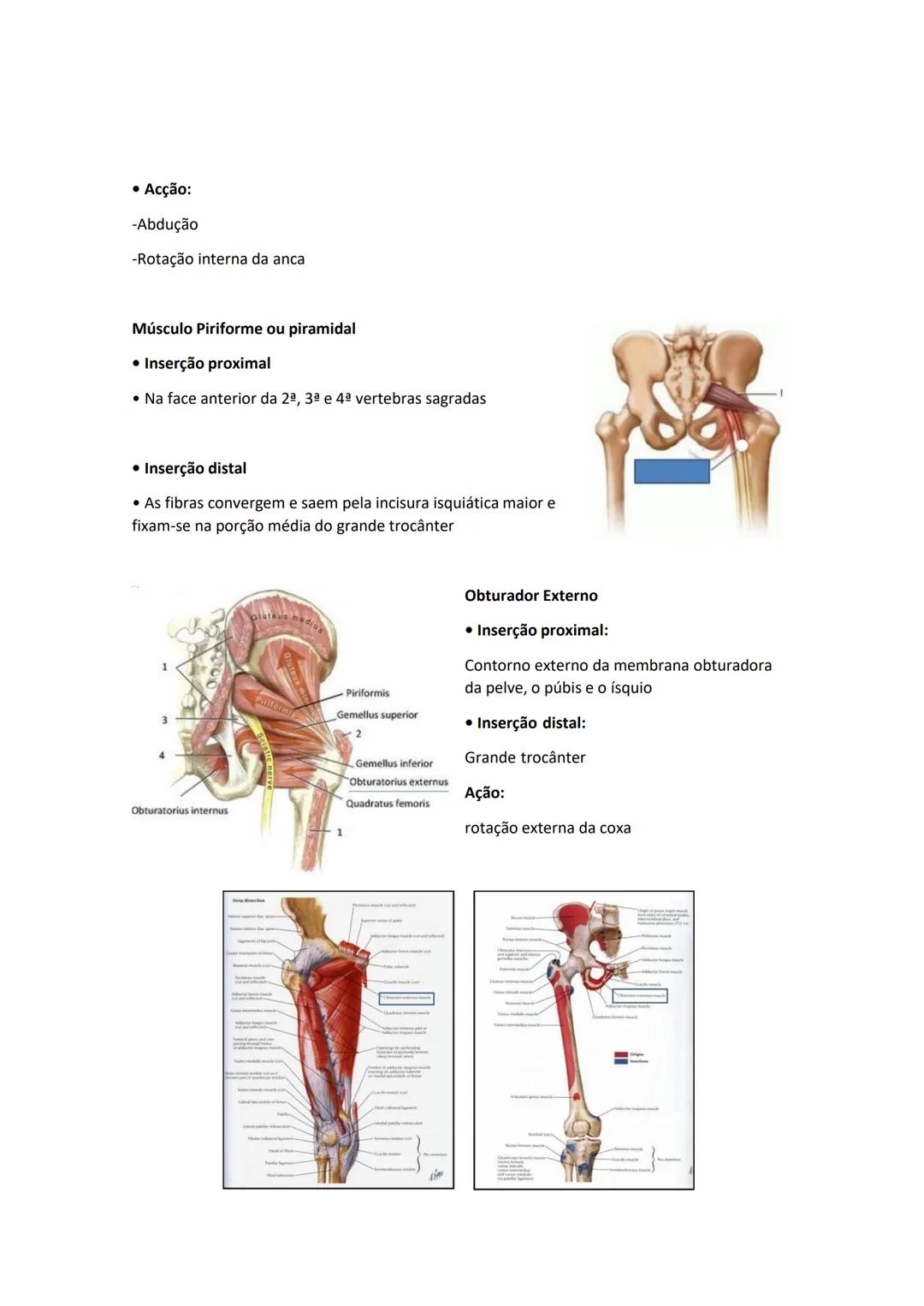 Terminologia e planos do corpo humano
Descreve planos espaciais dos órgãos
O corpo humano deve-se considerar na seguinte posição
• Sempre o
