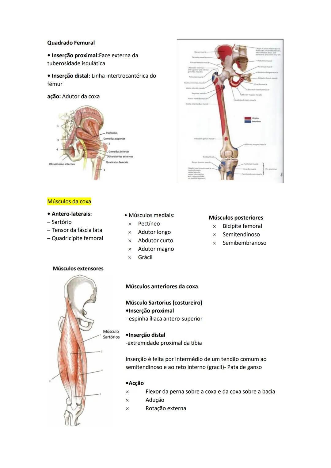 Terminologia e planos do corpo humano
Descreve planos espaciais dos órgãos
O corpo humano deve-se considerar na seguinte posição
• Sempre o