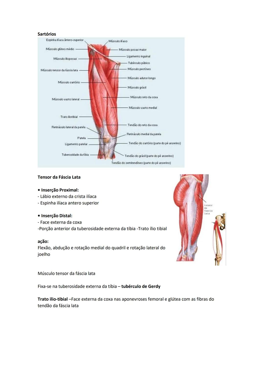 Terminologia e planos do corpo humano
Descreve planos espaciais dos órgãos
O corpo humano deve-se considerar na seguinte posição
• Sempre o