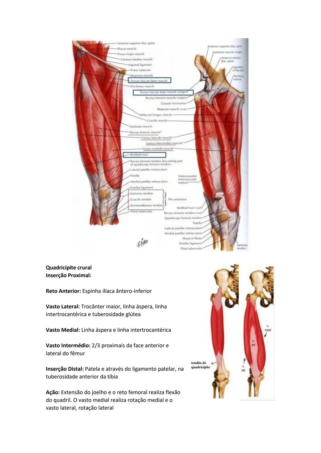 Terminologia e planos do corpo humano
Descreve planos espaciais dos órgãos
O corpo humano deve-se considerar na seguinte posição
• Sempre o
