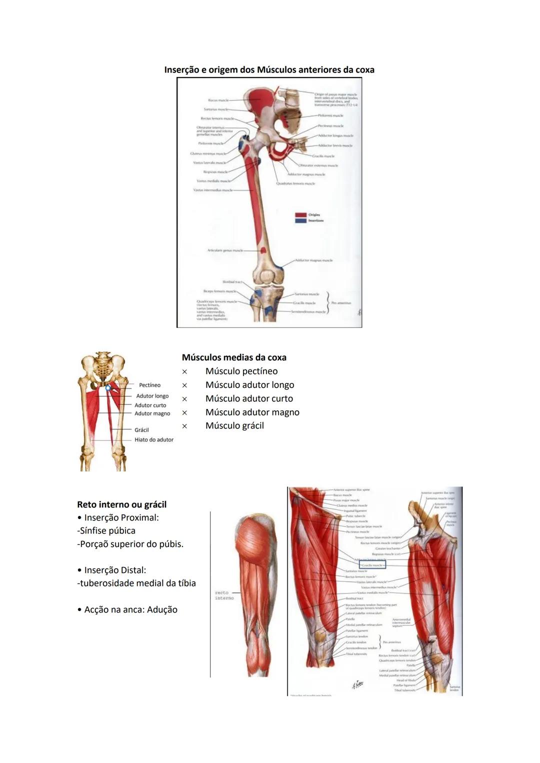 Terminologia e planos do corpo humano
Descreve planos espaciais dos órgãos
O corpo humano deve-se considerar na seguinte posição
• Sempre o