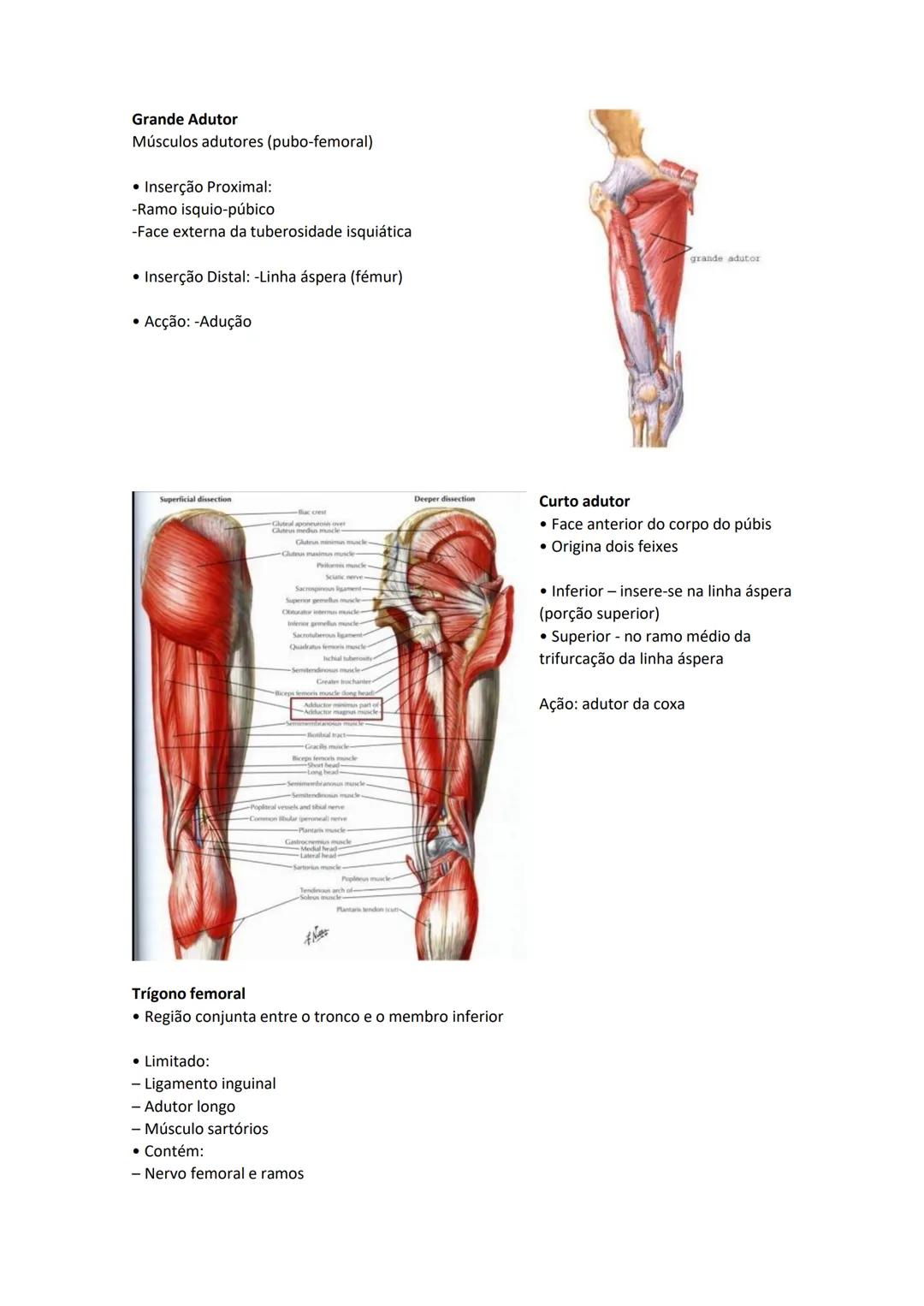 Terminologia e planos do corpo humano
Descreve planos espaciais dos órgãos
O corpo humano deve-se considerar na seguinte posição
• Sempre o