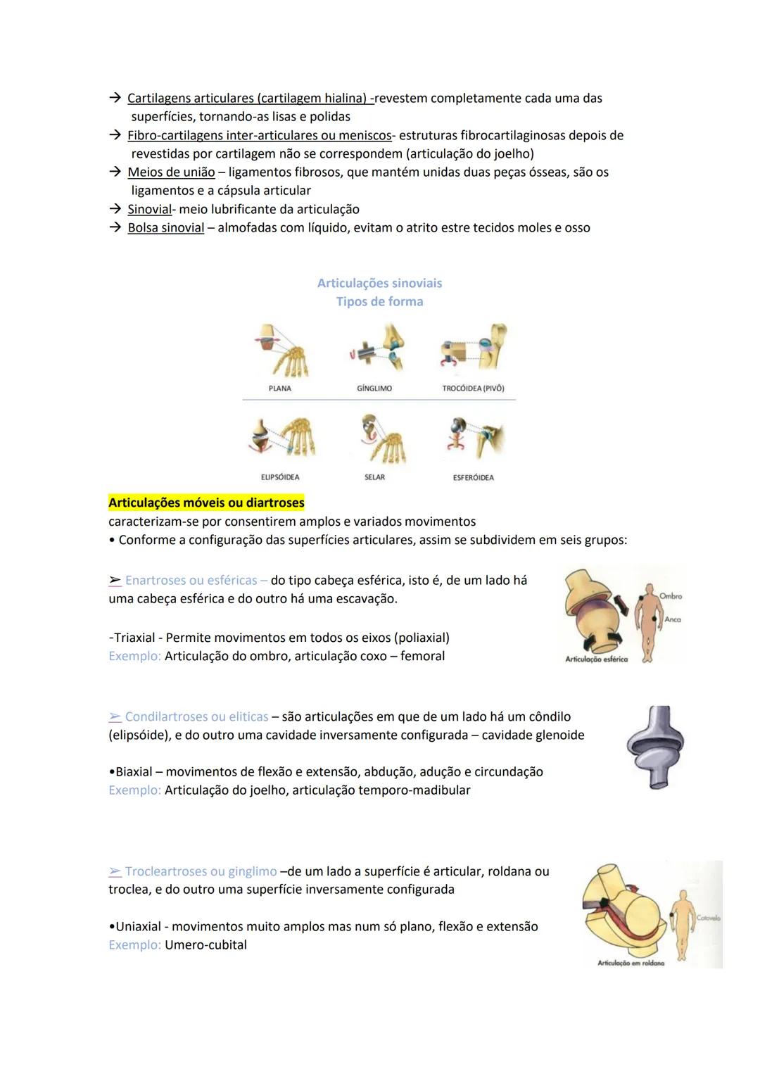 Terminologia e planos do corpo humano
Descreve planos espaciais dos órgãos
O corpo humano deve-se considerar na seguinte posição
• Sempre o