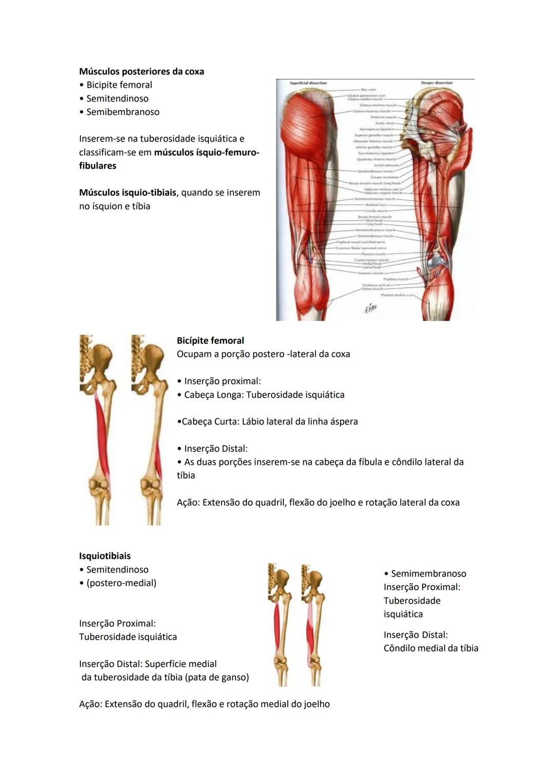 Terminologia e planos do corpo humano
Descreve planos espaciais dos órgãos
O corpo humano deve-se considerar na seguinte posição
• Sempre o