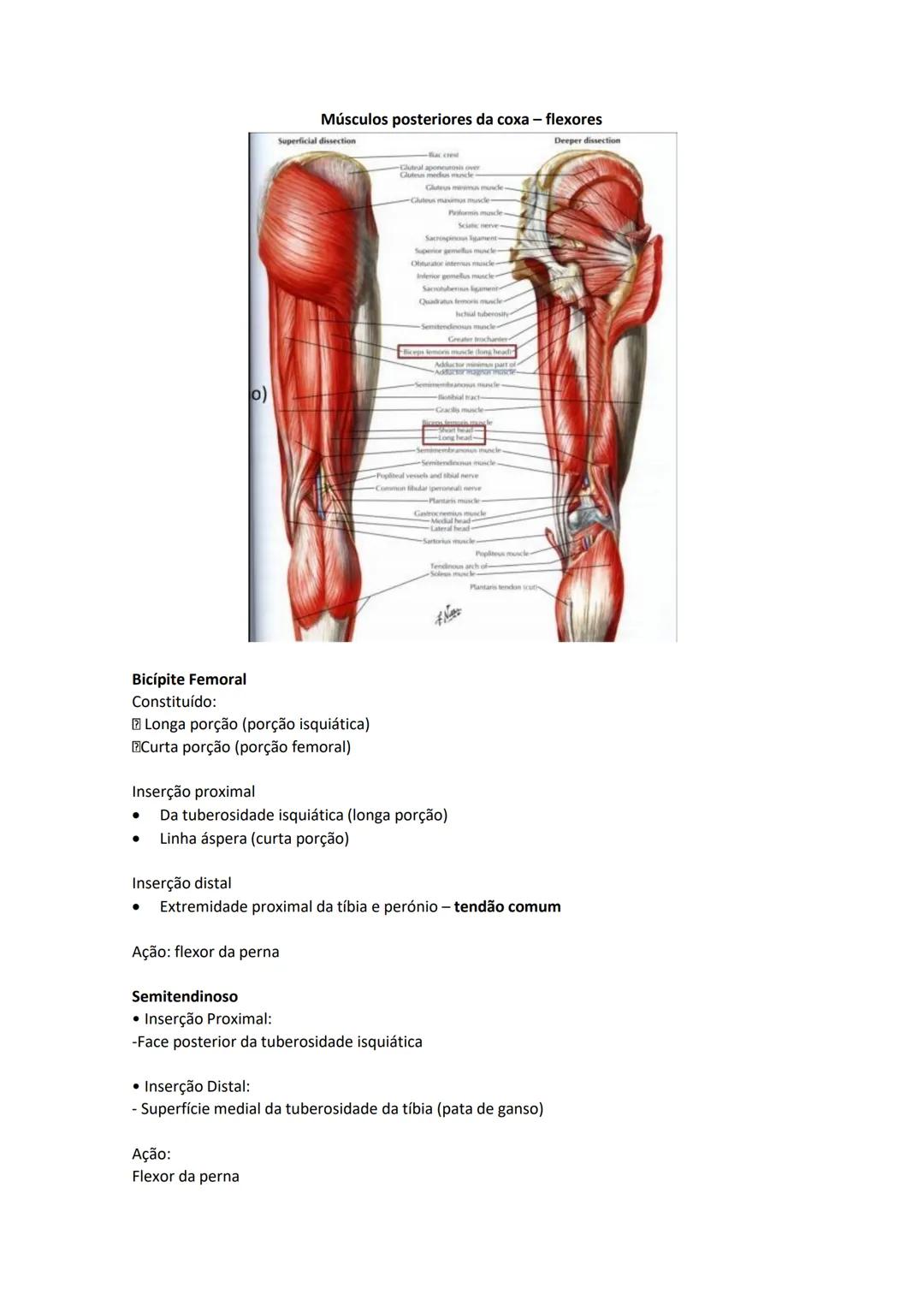 Terminologia e planos do corpo humano
Descreve planos espaciais dos órgãos
O corpo humano deve-se considerar na seguinte posição
• Sempre o