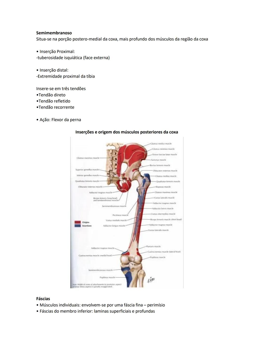 Terminologia e planos do corpo humano
Descreve planos espaciais dos órgãos
O corpo humano deve-se considerar na seguinte posição
• Sempre o
