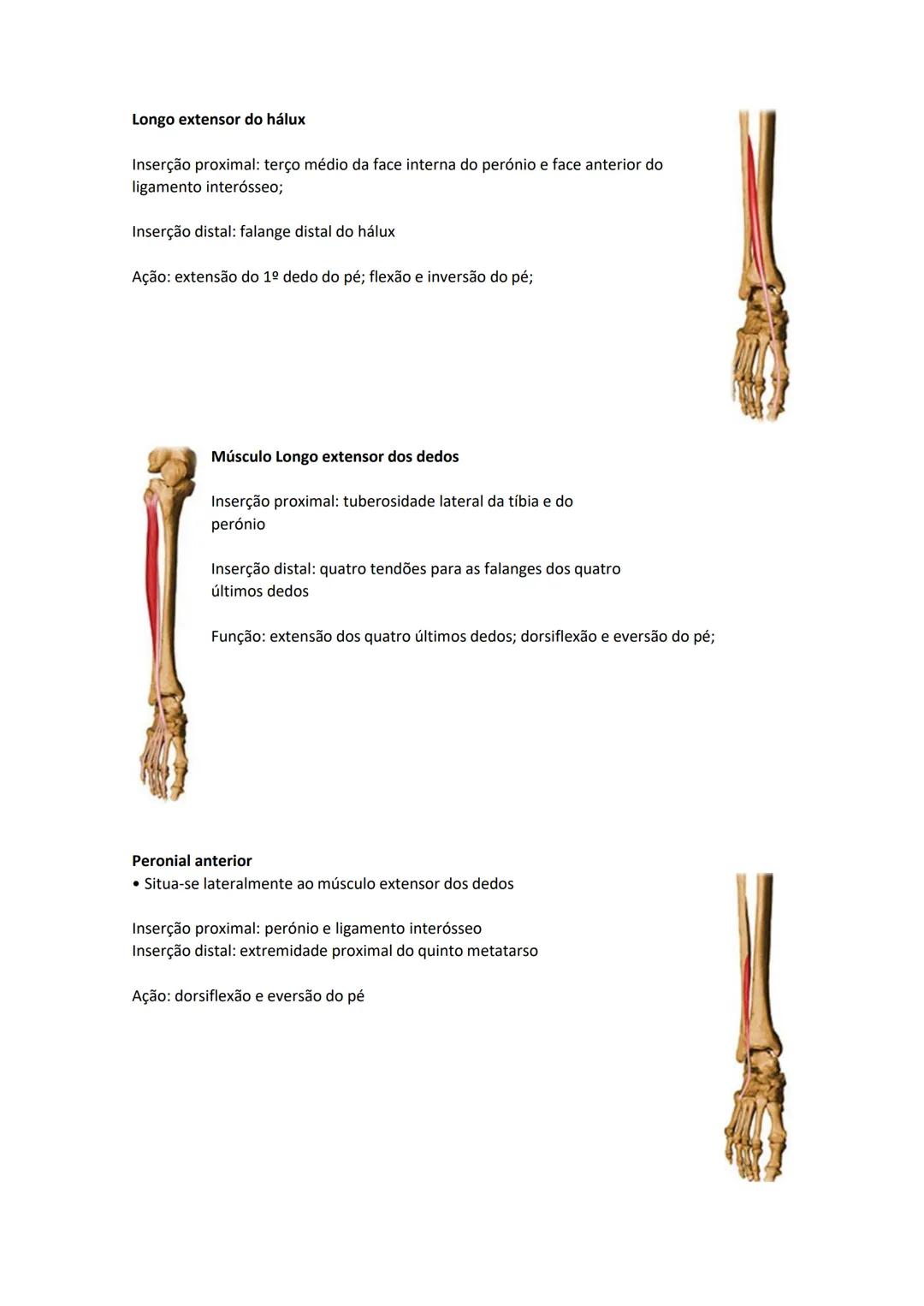 Terminologia e planos do corpo humano
Descreve planos espaciais dos órgãos
O corpo humano deve-se considerar na seguinte posição
• Sempre o