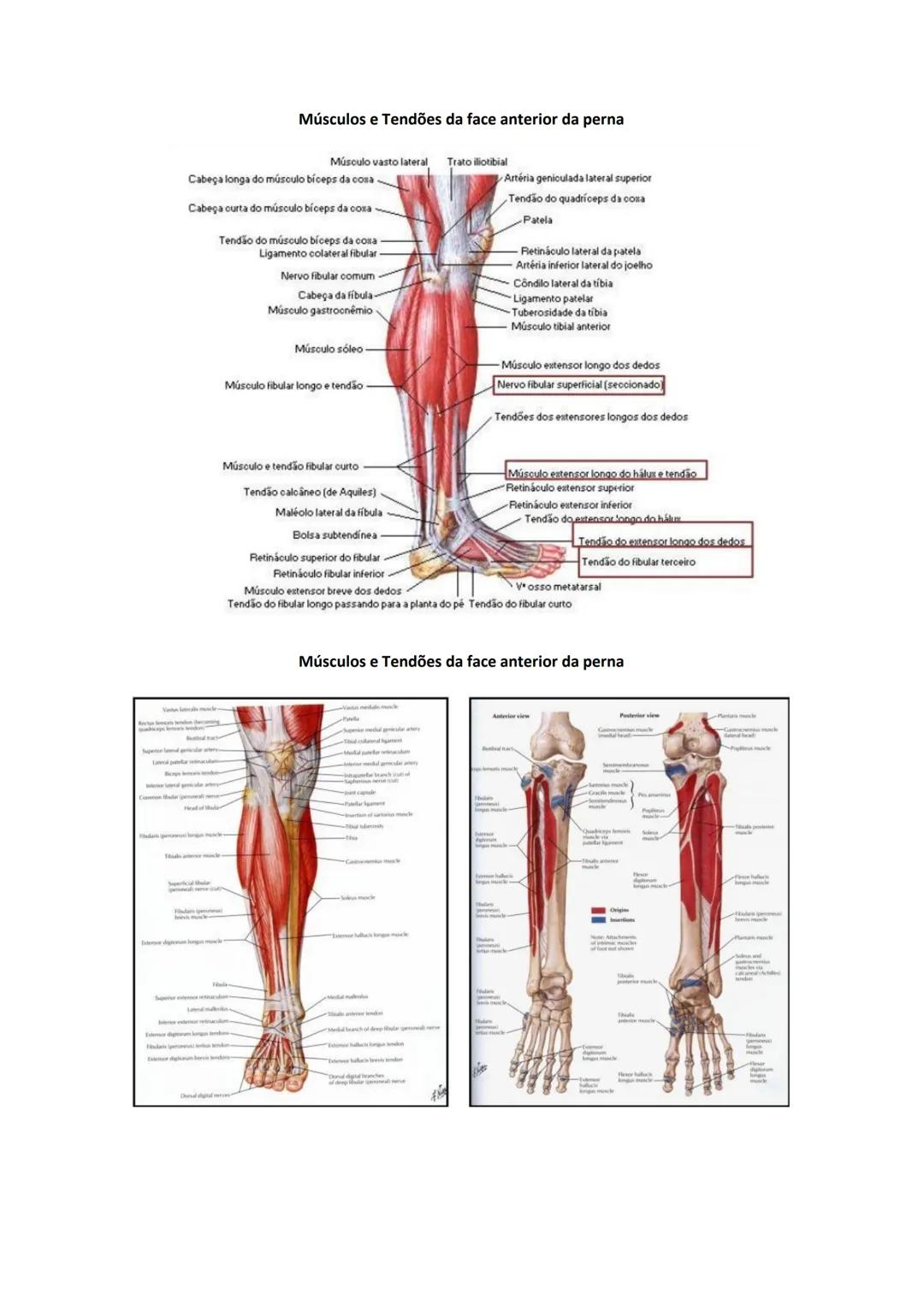 Terminologia e planos do corpo humano
Descreve planos espaciais dos órgãos
O corpo humano deve-se considerar na seguinte posição
• Sempre o