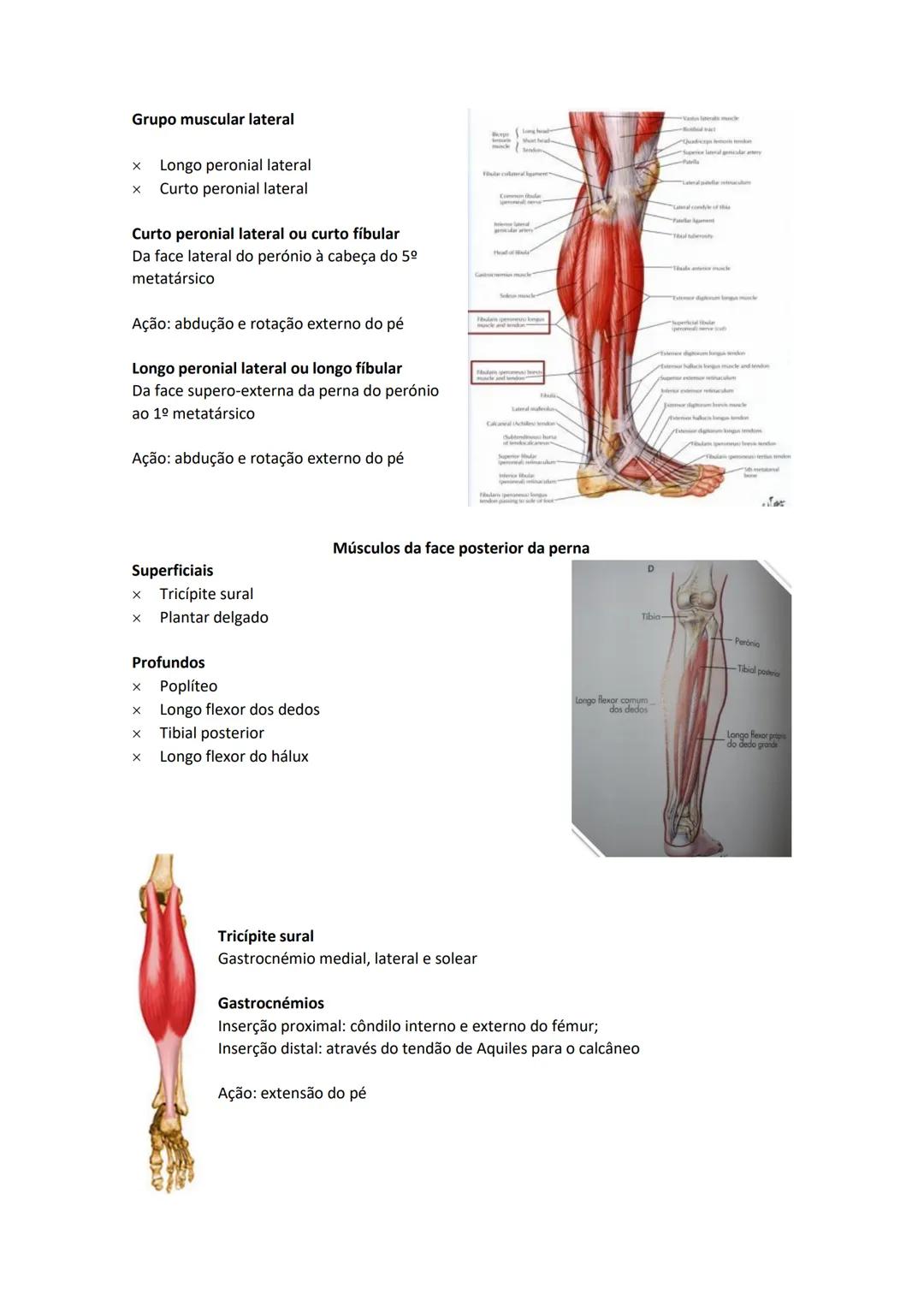 Terminologia e planos do corpo humano
Descreve planos espaciais dos órgãos
O corpo humano deve-se considerar na seguinte posição
• Sempre o