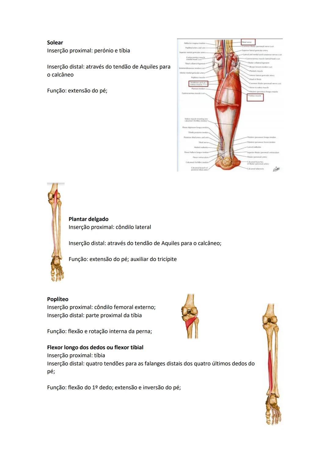 Terminologia e planos do corpo humano
Descreve planos espaciais dos órgãos
O corpo humano deve-se considerar na seguinte posição
• Sempre o